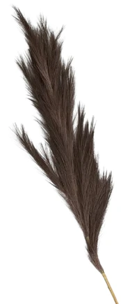 Dirbtinė šakelė Homla Basic Canne, ruda sp., 150 cm