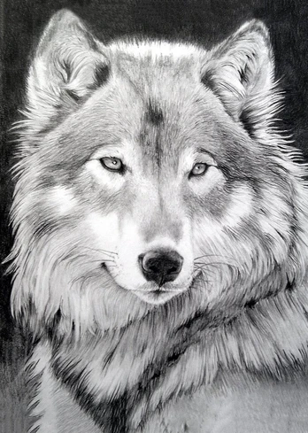 Deimantinis paveikslas Grey Wolf WD086 27*38 cm