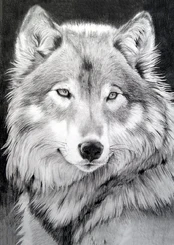 Deimantinis paveikslas Grey Wolf WD086 27*38 cm kaina