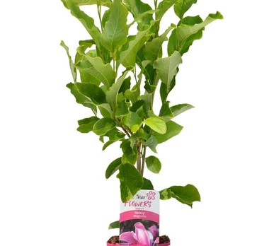 Dekoratyvinis krūmas, magnolija