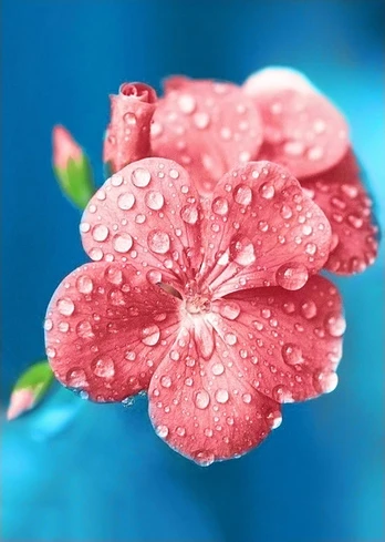 Deimantinis paveikslas Dew Drops WD018 27*38 cm