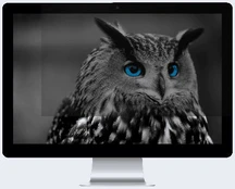 Privatumo filtras (Privacy filter) Natec Owl 24" 16:9, 24 " kaina