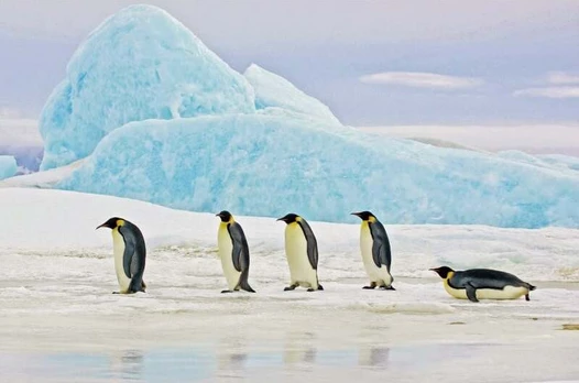 Paveikslas Penguins, 120 cm x 80 cm, 1 vnt.