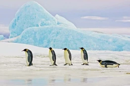 Paveikslas Penguins, 120 cm x 80 cm, 1 vnt. kaina