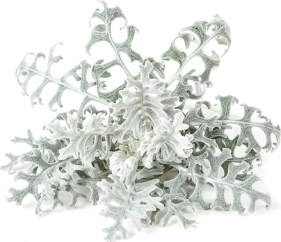 Click & Grow Smart Refill Dusty Miller 3pcs | SGR85X3