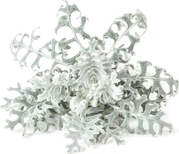Click & Grow Smart Refill Dusty Miller 3pcs | SGR85X3 kaina