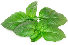Click & Grow Smart Garden refill Marseille Basil 3pcs | SGR99X3 kaina
