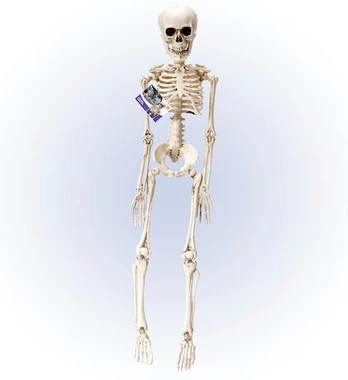 posable "SKELETON" 50 cm