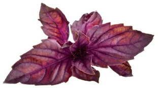 Click & Grow Smart Garden refill Red Basil 3pcs | SGR25X3