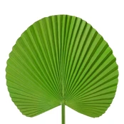 Dirbtinis augalas Eurofirany, žalia, 55 cm kaina