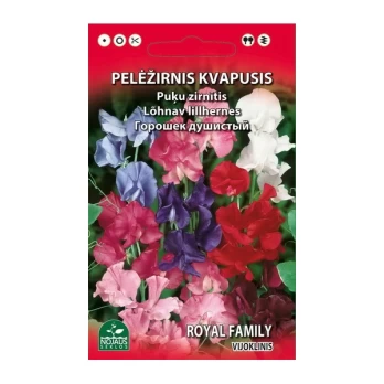 PELĖŽIRNIS KVAPUSIS VIJOKLINIS