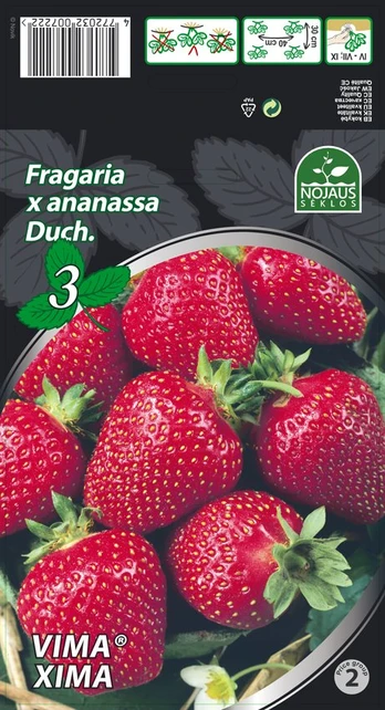 Braškių daigai (frigo) Vima® Xima, 3 vnt.
