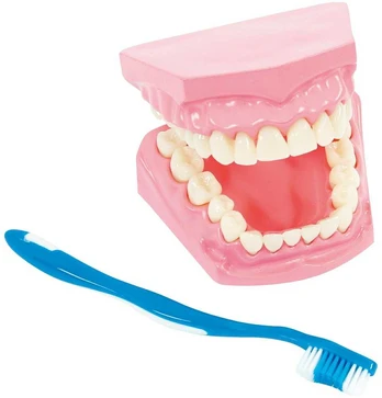 Nowaszkola Burnos Higienos Modelis