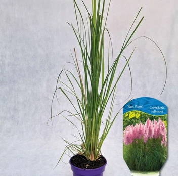 Žolinis augalas, kortaderija argentininė "Rose Plumee", vazonas 2 l.