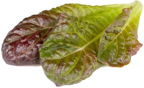Click & Grow Smart Refill Red romaine lettuce 3pcs | SGR94X3 kaina