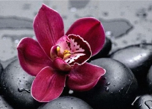 Deimantinis paveikslas Royal Orchid WD036 38*27 cm