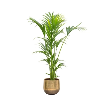 Howea Forsteriana - Kentia palmė, 130 cm.