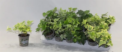 Vazoninis augalas gebenė, Ø 15, 30 cm, lot. HEDERA kaina
