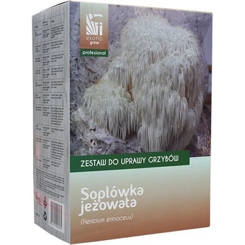 Liūto ūsų grybai Lion's Mane Hericium erinaceus