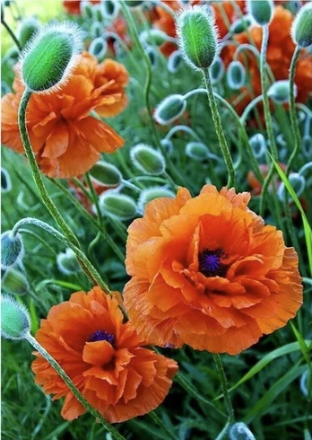 Deimantinis paveikslas Poppie Field WD012 27*38 cm