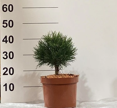 Spygliuotis, pušis 'Minikin', vazonėlio skersmuo 23 cm.
