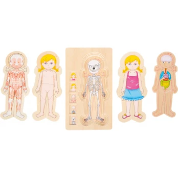 Layer Puzzle Anatomy Girl