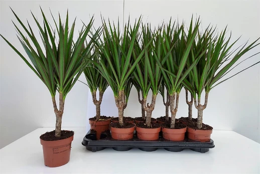 Vazoninis augalas dracena, Ø 12, 50 cm, lot. DRACAENA
