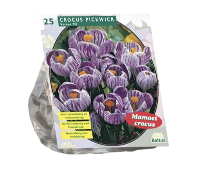 Krokų svogūnėliai, lot. CROCUS GROOTBLOEMIG GESTREEPT, 25 vnt