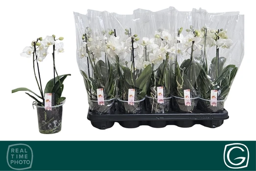 Kambarinis augalas, orchidėja (Phalaenopsis), vazonėlio skersmuo 12 cm.