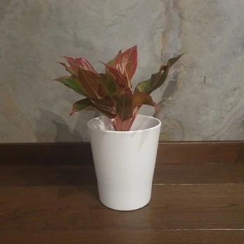 Aglaonema Crete Flame