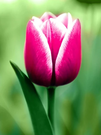 Deimantinis paveikslas Tulip WD300 15*20 cm