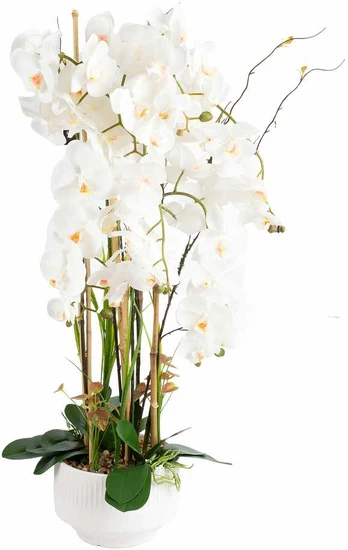 Orchidėja GARDEN QUEEN H102cm, balta