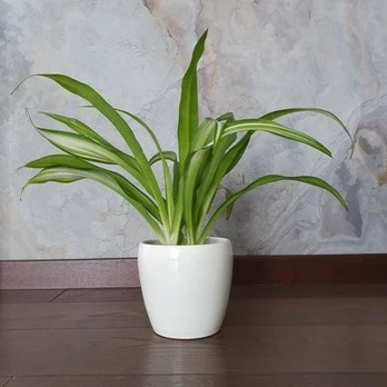 Chlorophytum Hawaiian Spider