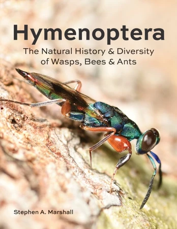 Hymenoptera