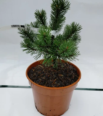 Spygliuotis, kalninė pušis "Mops", vazonas 3 l.