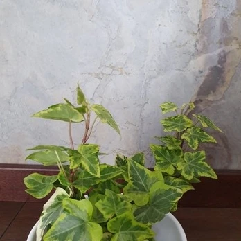 Hedera helix Golden Kolibri