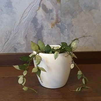 Hoya krohniana Eskimo