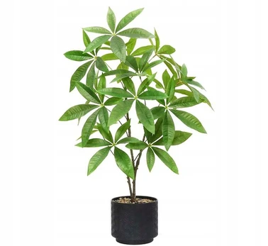 Dirbtinė Pachira, 60 cm