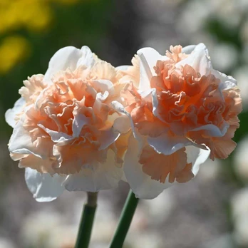 Narcizai "Flower Surprise" - 10 vnt.