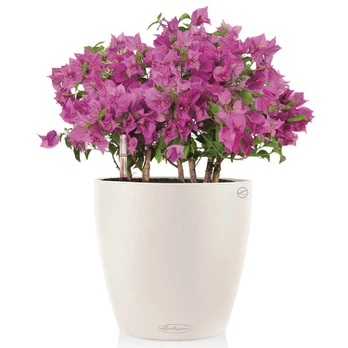 Lechuza CLASSICO Color 35 Balta