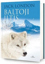 Baltoji iltis kaina