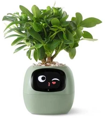 PlantsIO IVY Zielona