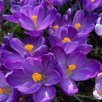 Didžiažiedžiai krokai 'Flower Record' , 100 vnt.