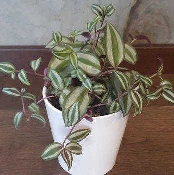 Tradescantia Pink Joy
