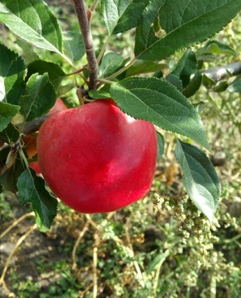 Vaismedis, obelis rudeninė "Skaistis"