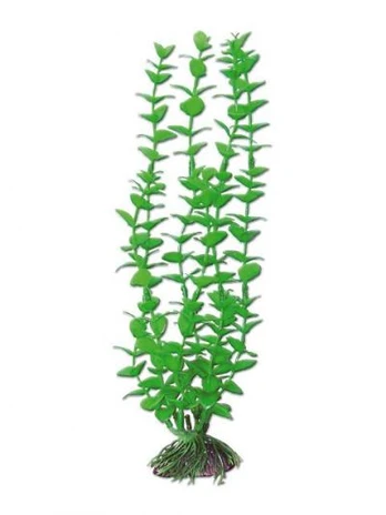 AMTRA ROTALA augalas mažas 13cm 1vnt