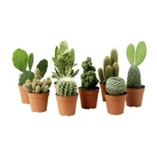 Vazoninis augalas kaktusas, Ø 7, 10 cm, lot. CACTUS kaina