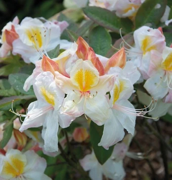 Dekoratyvinis krūmas, rododendras, vazonas 2 l.