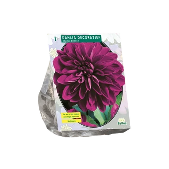 Jurginų svogūnėlis, lot. DAHLIA DECORATIEF THOMAS EDISON, 1 vnt