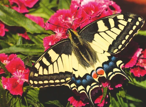 Ravensburger - Butterfly - 500p (12001335)